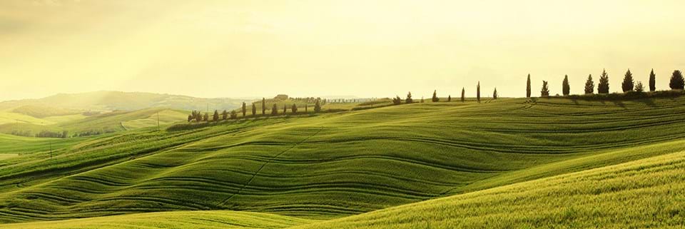 Business Growth Get greener grass and grow your business to its full potential