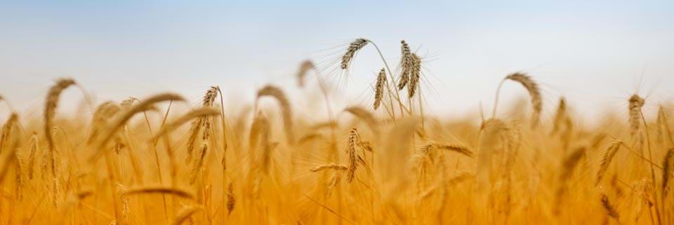 Guarantee a golden future and unlock your wealth today.